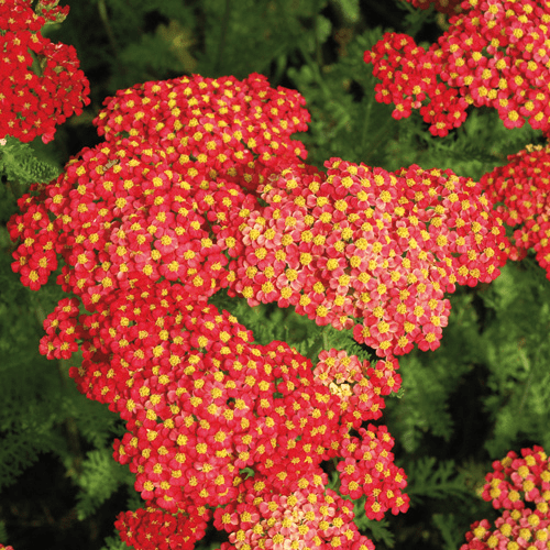 Des images de diff�rentes plantes